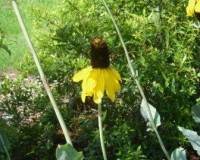 rudbeckia maxima 4r.jpg